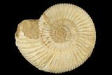 Jurassic Ammonite (Perisphinctes) Fossil - Madagascar #182006-1